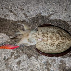 淡路島エギングリベンジ